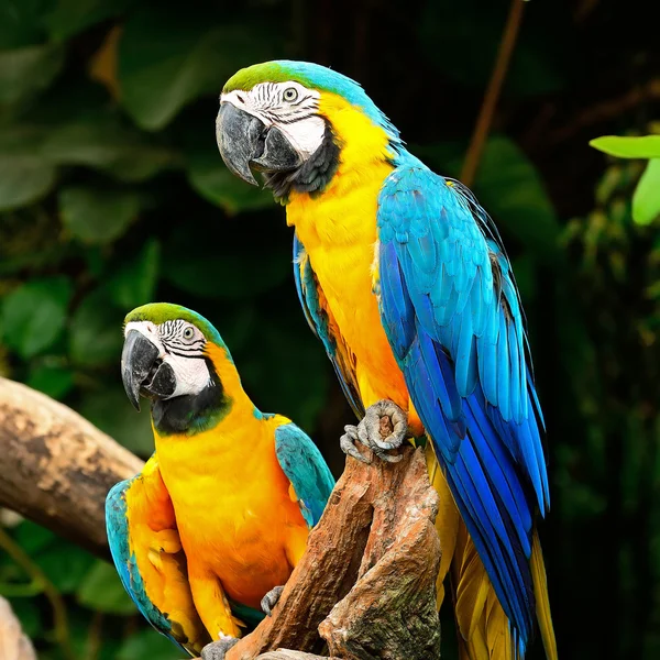 Arara azul e dourada — Fotografia de Stock