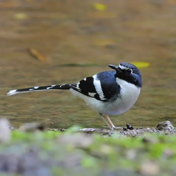 スレート バックアップ forktail — ストック写真