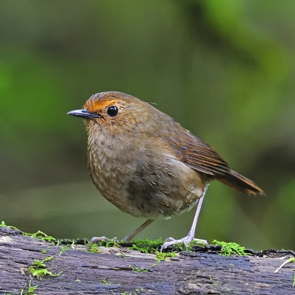 Hembra Ceja blanca Shortwing — Foto de Stock