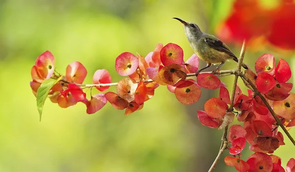 Macho juvenil Garganta negra Sunbird —  Fotos de Stock