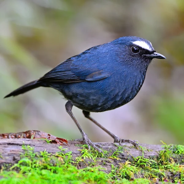 Männlicher Weißbrauen-Kurzflügel — Stockfoto