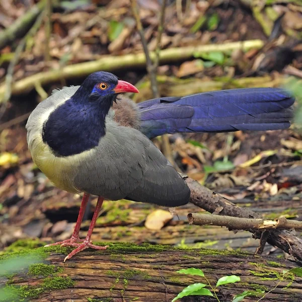 Korallenschnabelkuckuck — Stockfoto