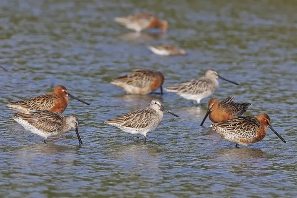 Dowitchers asiáticos — Fotografia de Stock