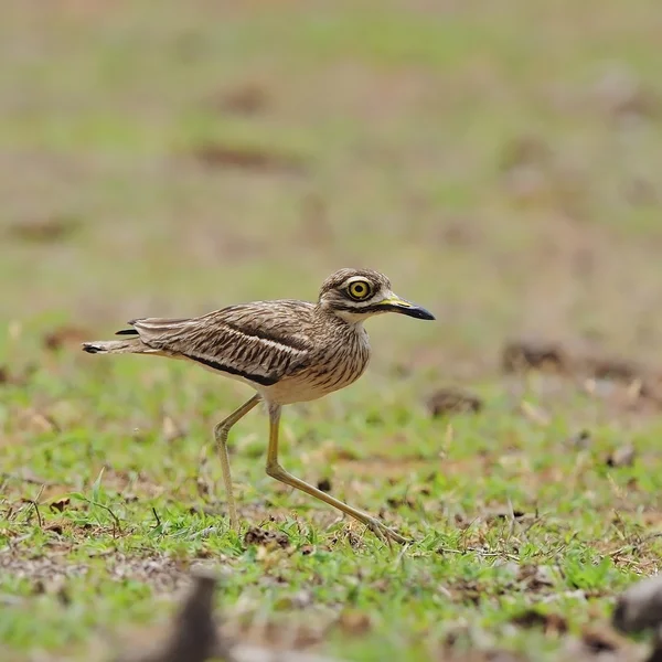 Indický thick-knee — Stock fotografie