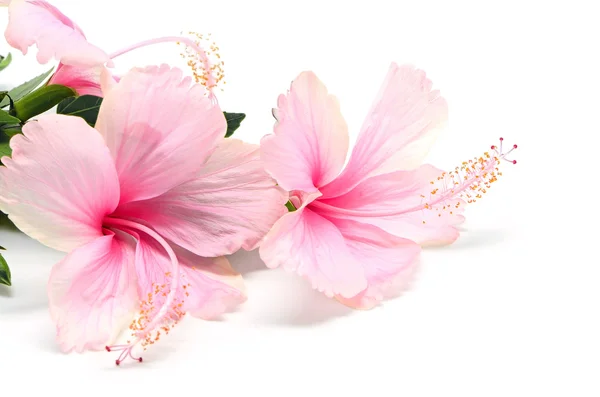 Hibiscus — Stock Photo, Image