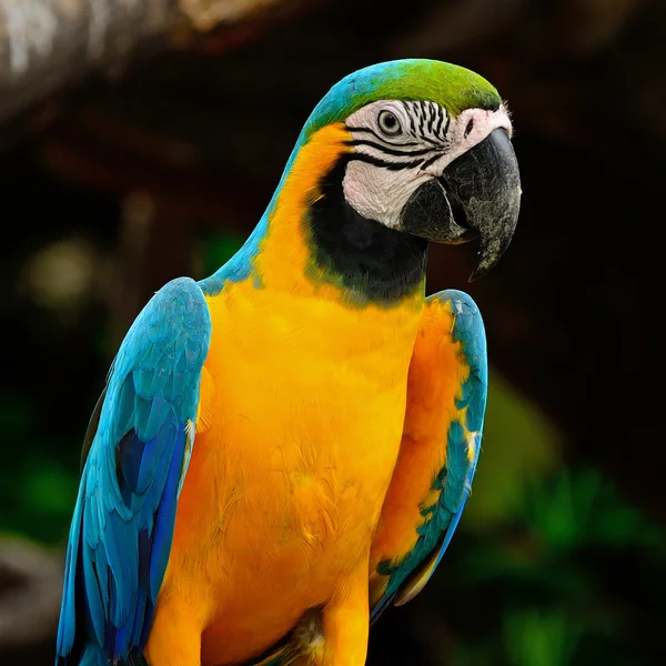 Arara azul e dourada — Fotografia de Stock