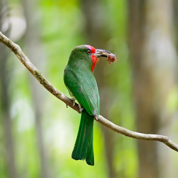 Hembra de barba roja Bee-eater —  Fotos de Stock