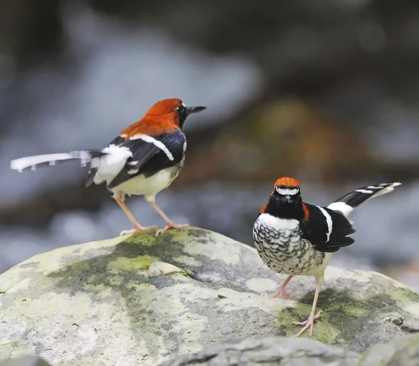 Chestnut naped Forktail — Photo