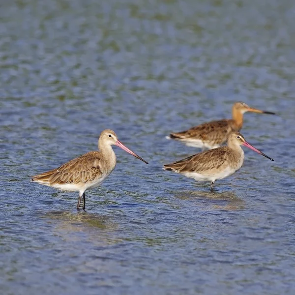 Eastern Black-tailed Godwit — Stock Photo, Image