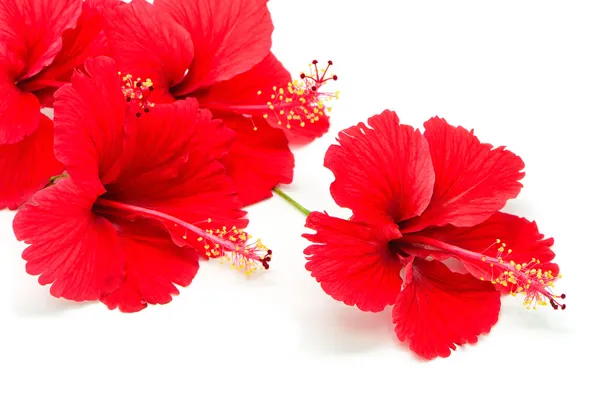 Roter Hibiskus — Stockfoto