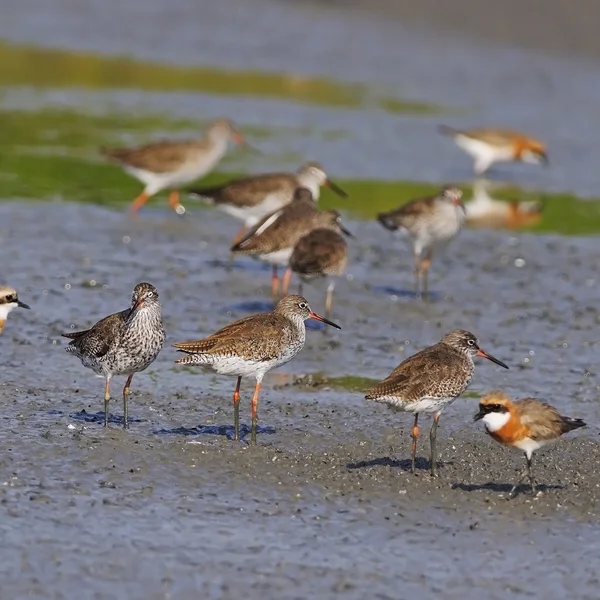 Common Redshank — Stock Photo, Image