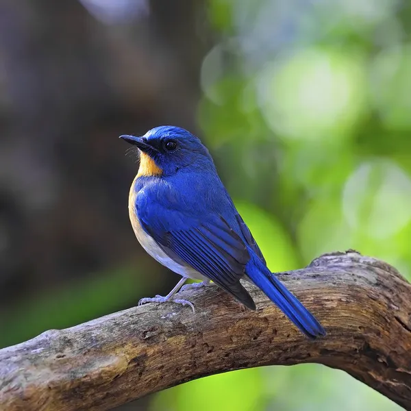 Male Hill Blue Flycatcher — Stock Photo, Image