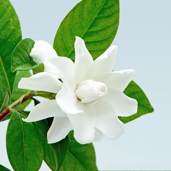 Gardenia — Stockfoto