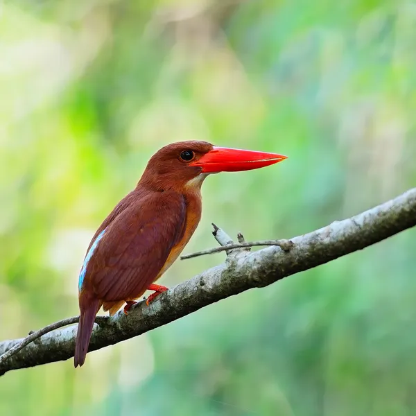 Ženské prsy silver broadbill — Stock fotografie