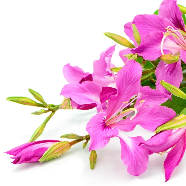 Bauhinia purpurea — Zdjęcie stockowe