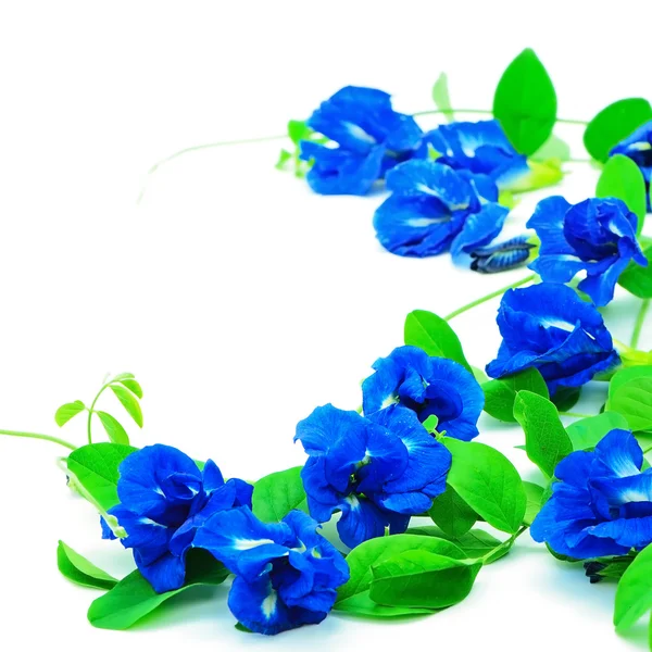 Butterfly Pea — Stock Photo, Image