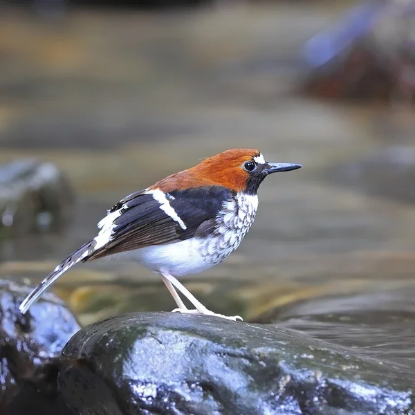 Ženské kaštan naped forktail — Stock fotografie