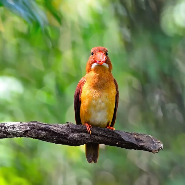 Maschio Ruddy Kingfisher — Foto Stock