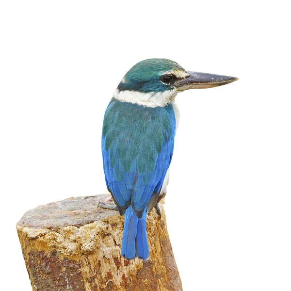 Kutsal kingfisher — Stok fotoğraf