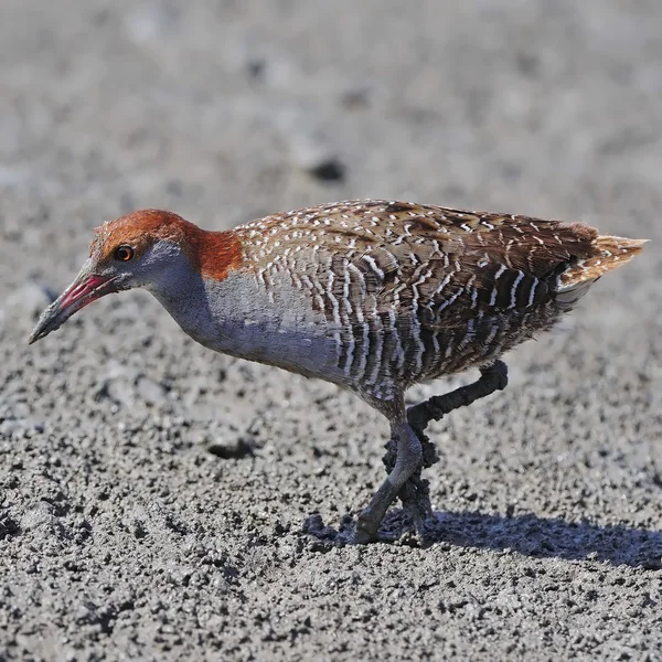 Slaty-breasted Rail — Stock Photo, Image