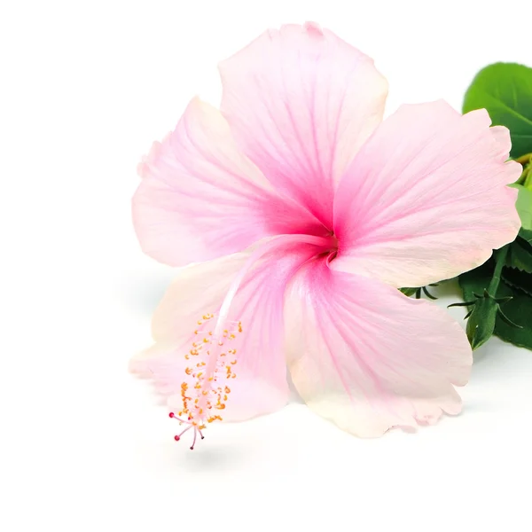 Hibisco — Fotografia de Stock