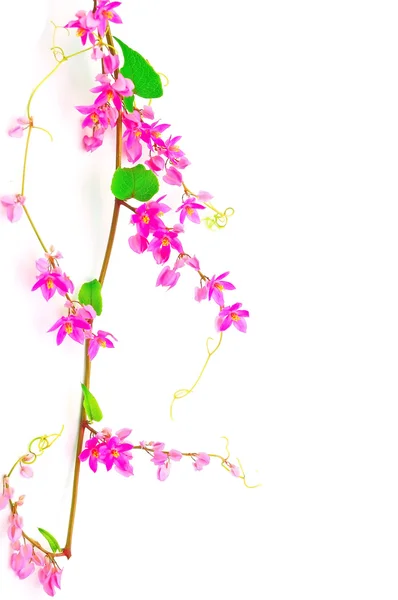 Coral Vine — Stockfoto