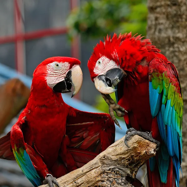 Greenwinged macaw — Stock Photo, Image