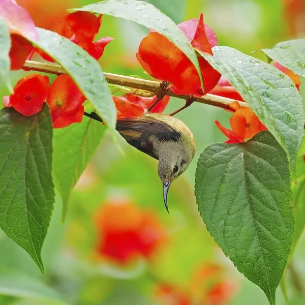 Juvenil masculino preto-garganta Sunbird — Fotografia de Stock