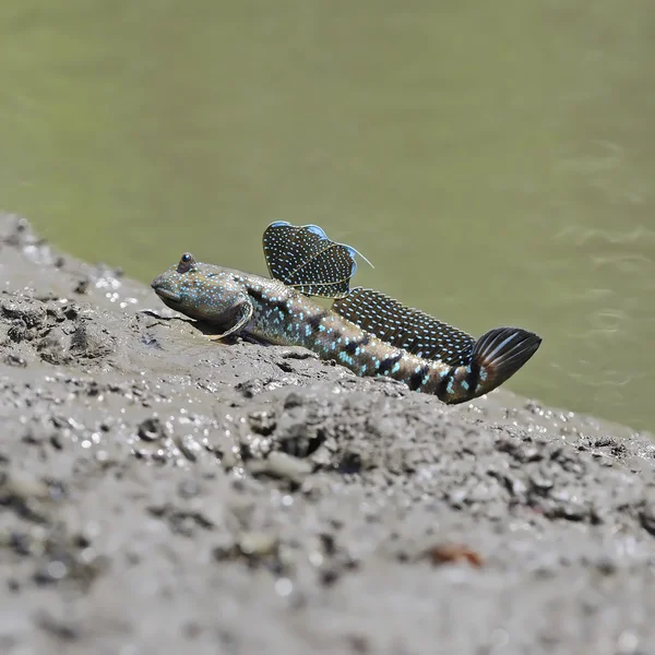 Schlammskipper — Stockfoto