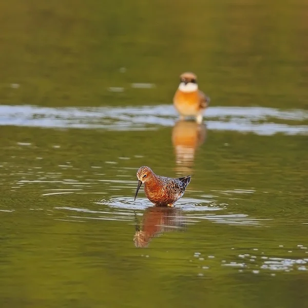 Sandpiper riccio — Foto Stock