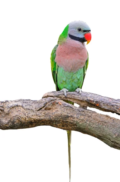 Κόκκινο-breasted Παπαγάλος — Φωτογραφία Αρχείου
