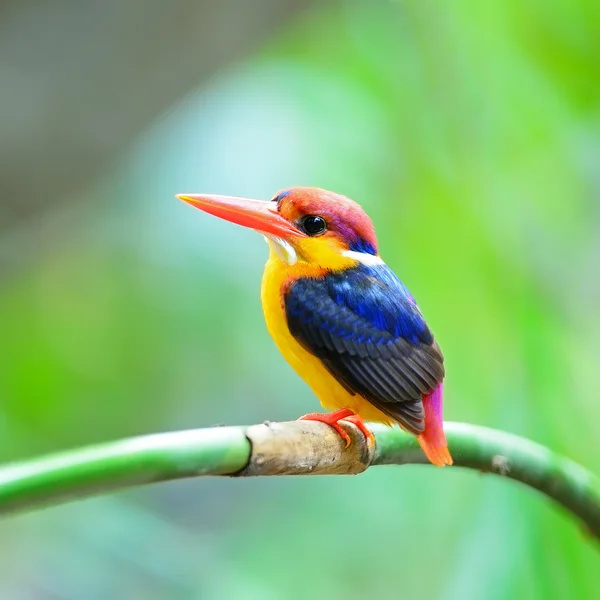 Kara sırtlı kingfisher — Stok fotoğraf