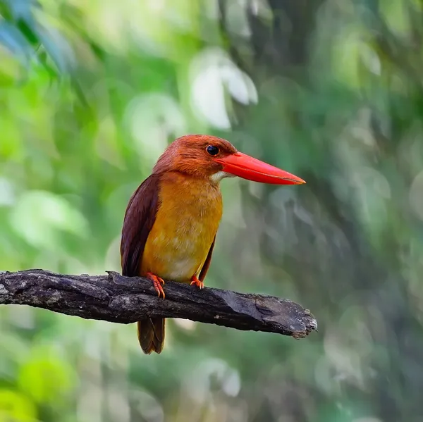 Erkek kırmızı kingfisher — Stok fotoğraf