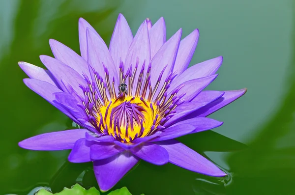 Waterlily — Stock Photo, Image