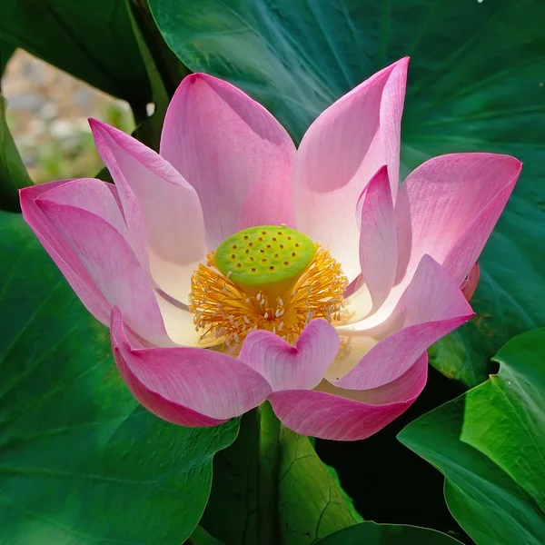 Lotus — Stock Photo, Image