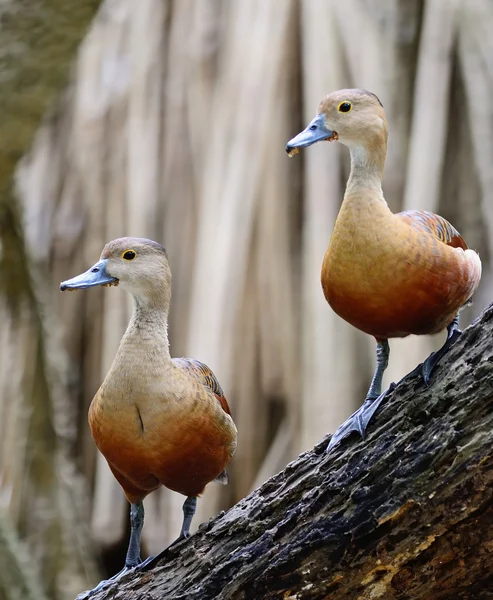 Daha az ıslık ördek — Stok fotoğraf