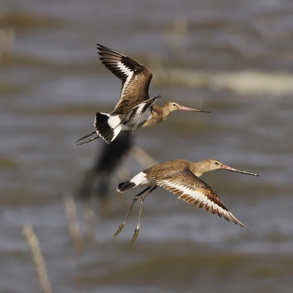 Oriental de cola negra Godwit —  Fotos de Stock