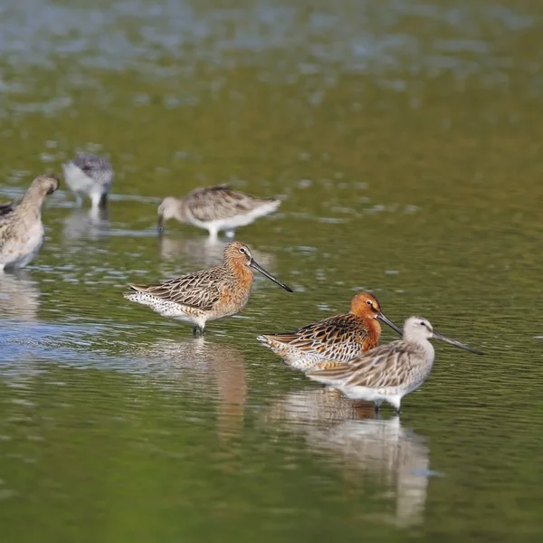 Dowitchers asiáticos — Fotografia de Stock