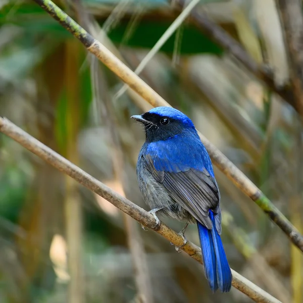 Large Niltawa — Stock Photo, Image