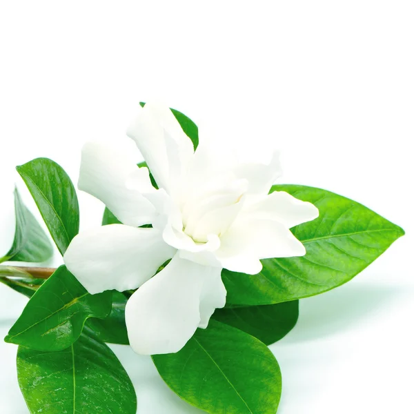 Gardenia — Stockfoto