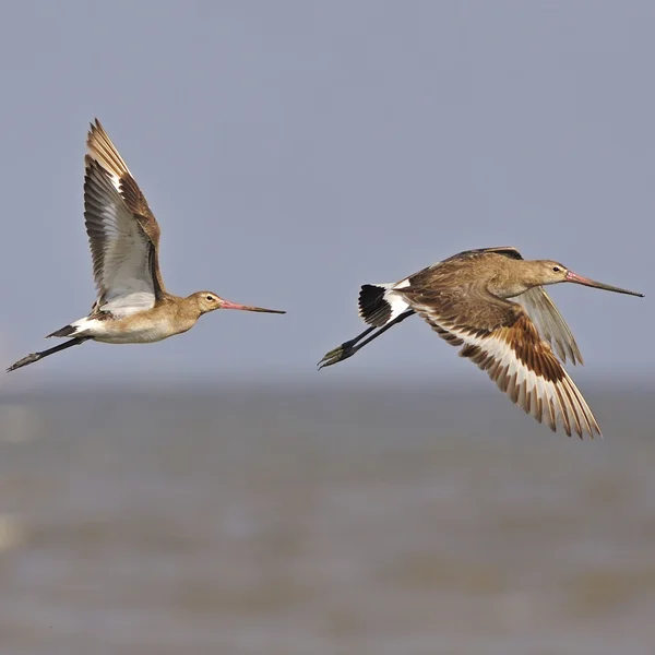 Eastern Black-coadă Godwit — Fotografie, imagine de stoc