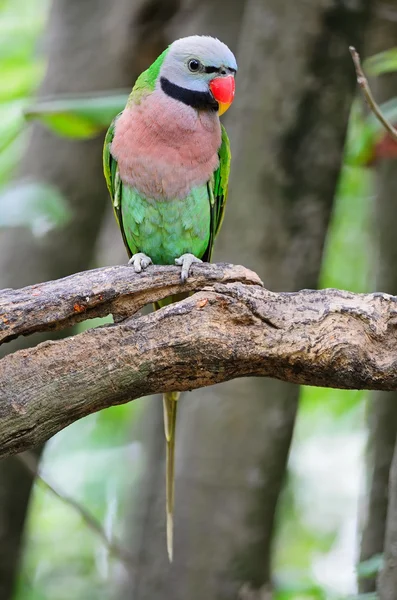 红胸鹦鹉 — 图库照片