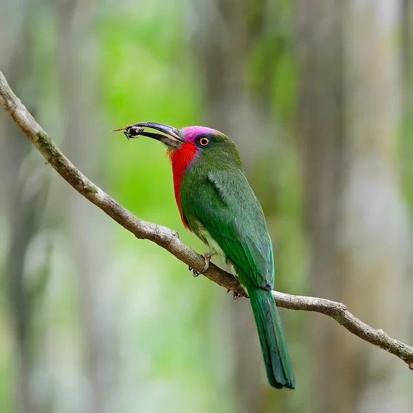 Macho Barbudo rojo Bee-eater —  Fotos de Stock