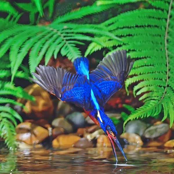 Mavi kulaklı erkek kingfisher