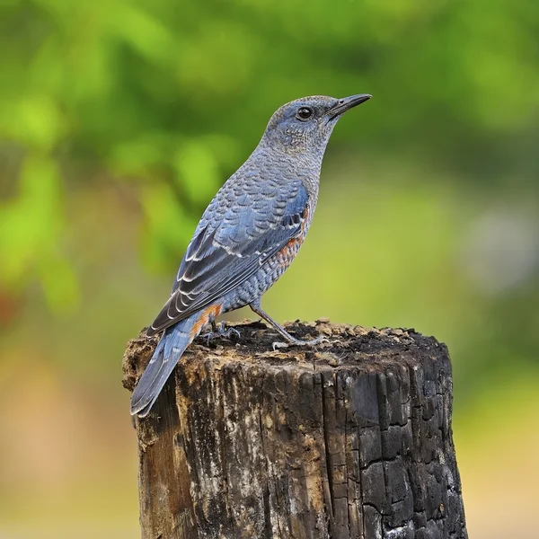 Grive rocheuse bleue — Photo