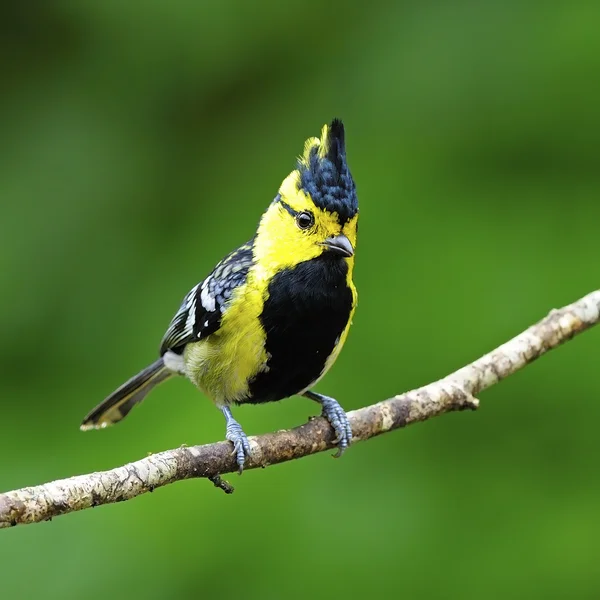 Macho Paja de mejilla amarilla — Foto de Stock