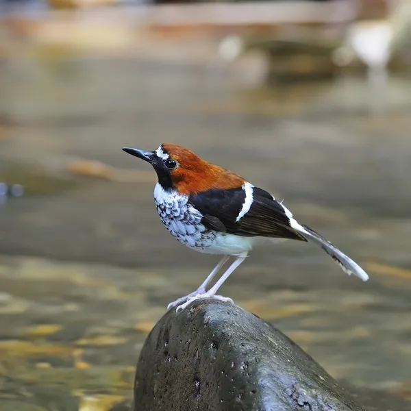 Kadın kestane enseli forktail — Stok fotoğraf