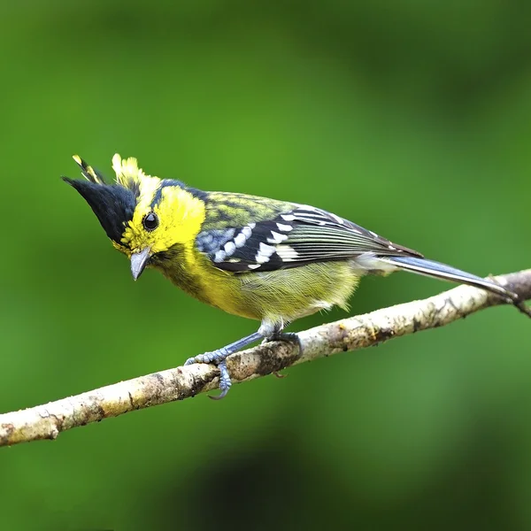 Tit Berpipi Kuning perempuan — Stok Foto