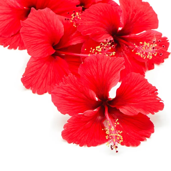 Roter Hibiskus — Stockfoto