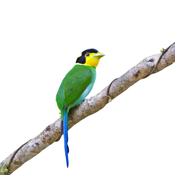 Long-tailed Broadbill — Stock Photo, Image